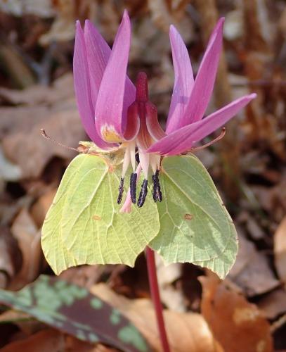 Gonepteryx rhamni